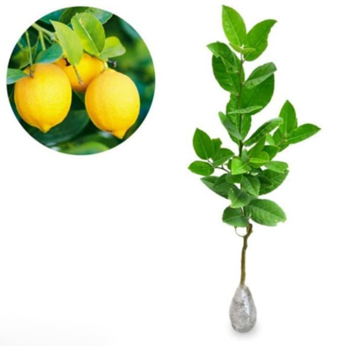 

Bibit Jeruk Lemon Tea Citrus Limon Tokabkbek33 Murah