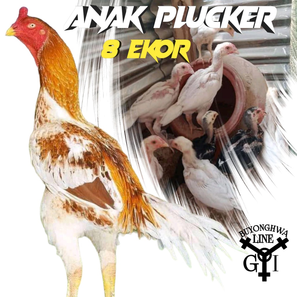Anakan ayam  Plucker wangkas putih paket 8 ekor