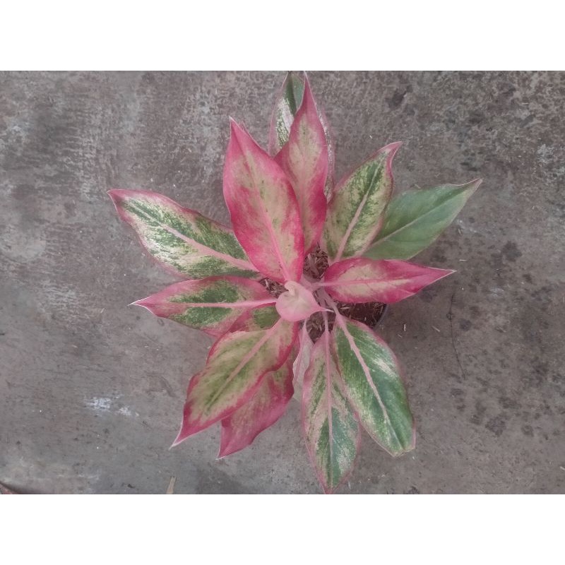 Aglonema Lipstik orange