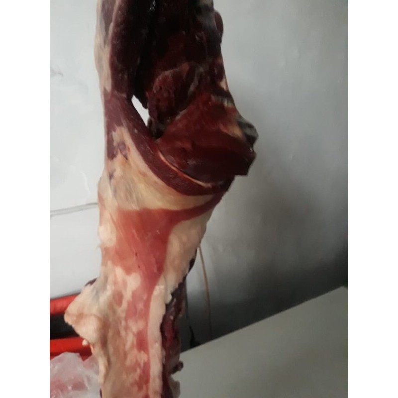 

daging kambing muda