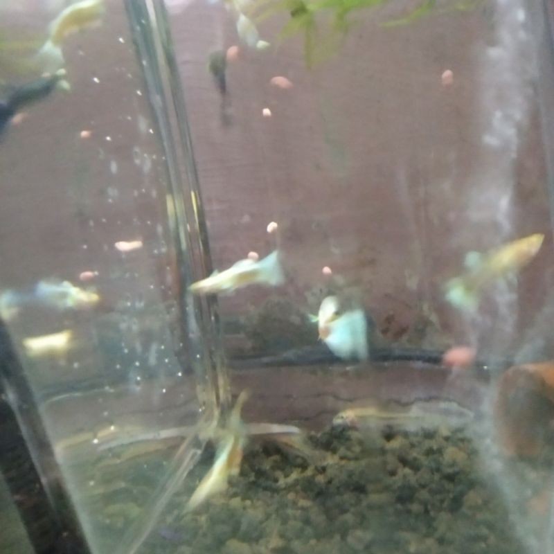 Ikan Guppy albino platinum aquascape