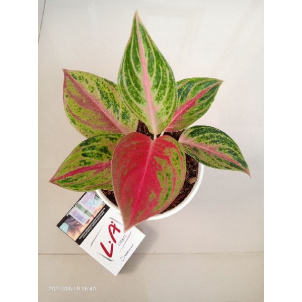 Aglaonema Red Panama