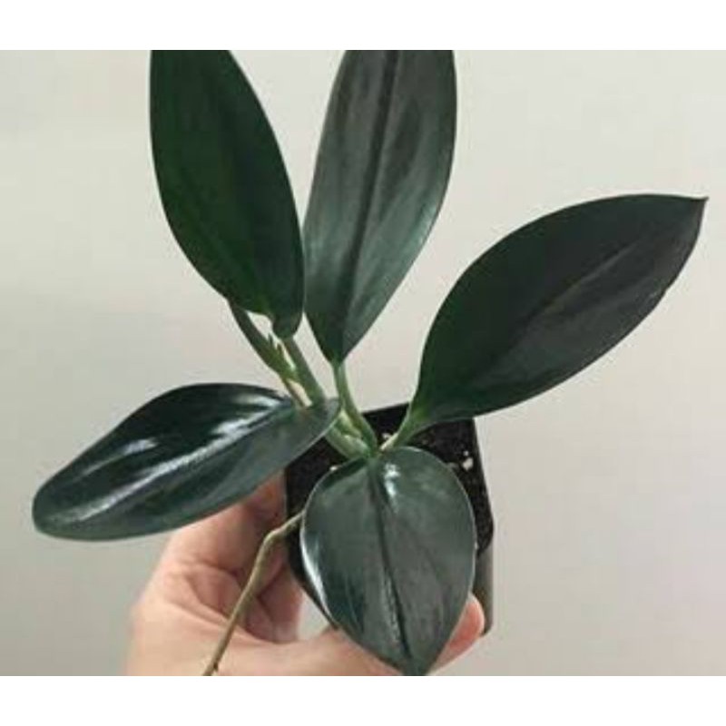 SCINDAPSUS BLACK TRUBI