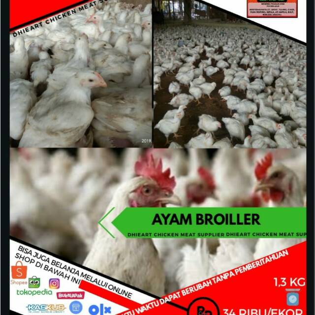 

Ayam Broiler / ayam potong