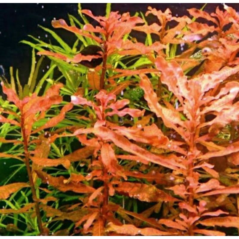Ludwigia Inclinata Brown - tanaman aquascape