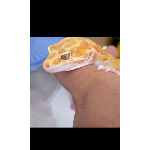 LEOPARD GECKO DEWASA