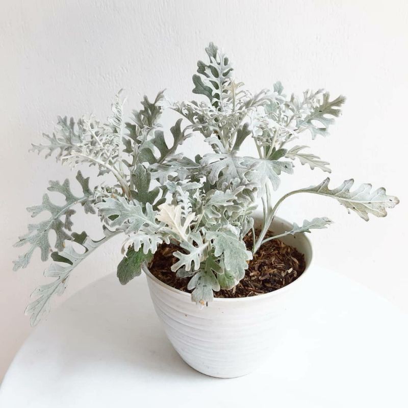 

Silverdust / Putri Salju