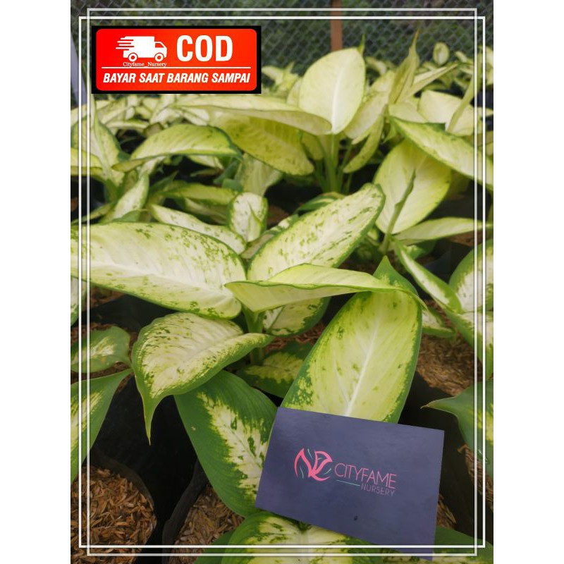bunga Aglaonema Tisu Besar Termurah / aglonema Tissu putih besar / Diven tisu