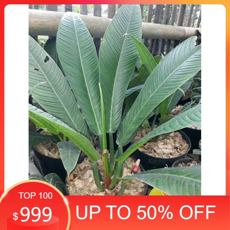 Anthurium Rinet Tanaman Hias Anturium