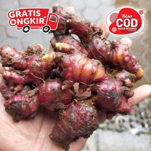 

Jahe Merah 1 kg Terbaik Harga Termurah