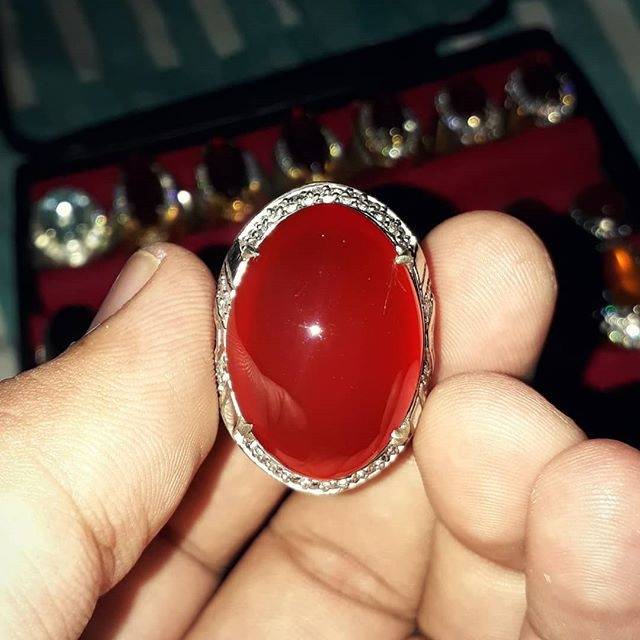 

RED RAFFLESIA JUMBO BENGKULU 10