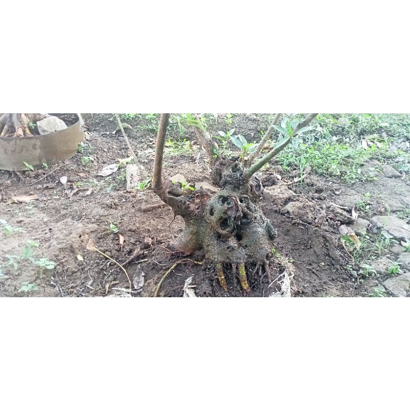 bonsai Loa,, F.racemosa bogel
