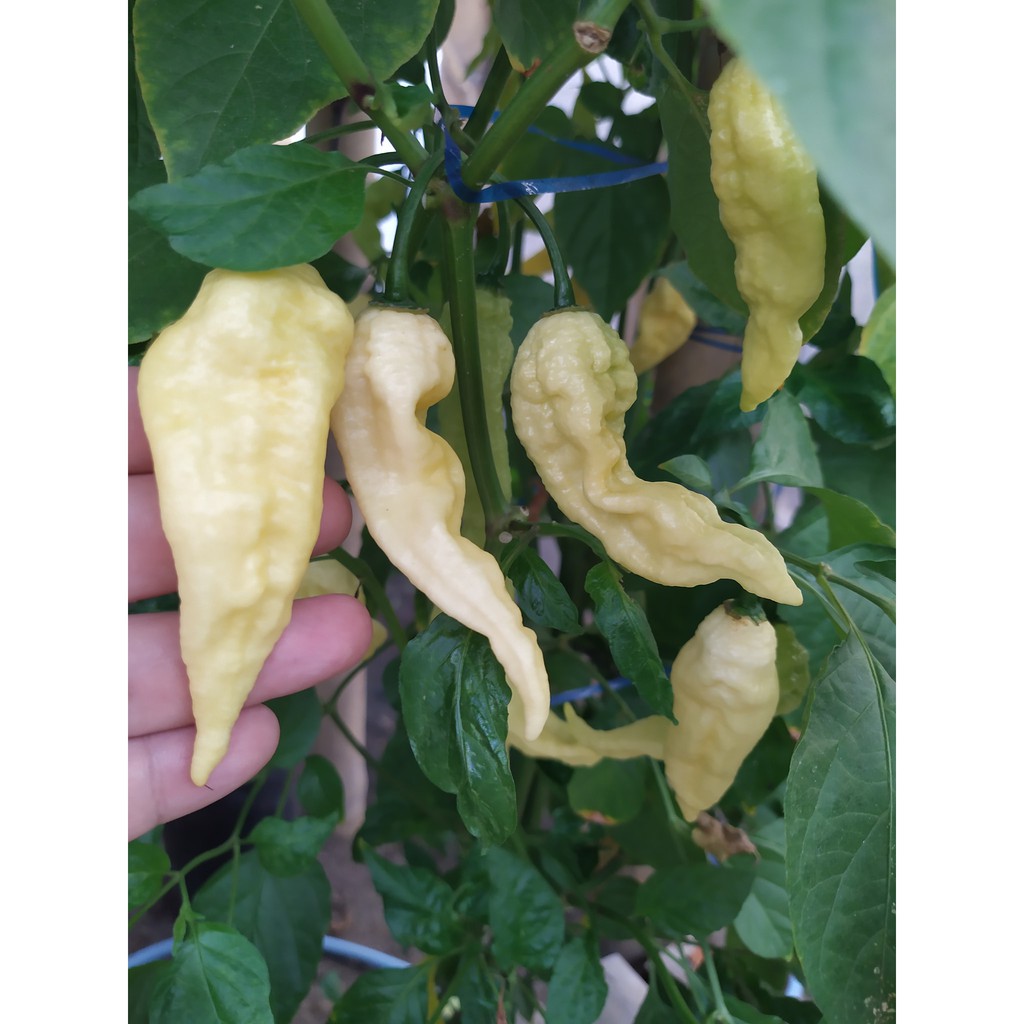 Benih Bibit Biji - Cabai White Bhut Jolokia Ghost Pepper Seeds