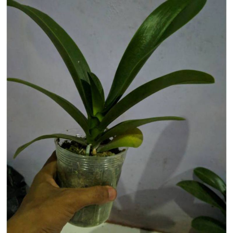 Anggrek bulan dewasa koleksi hybird taiwan - Anggrek bulan