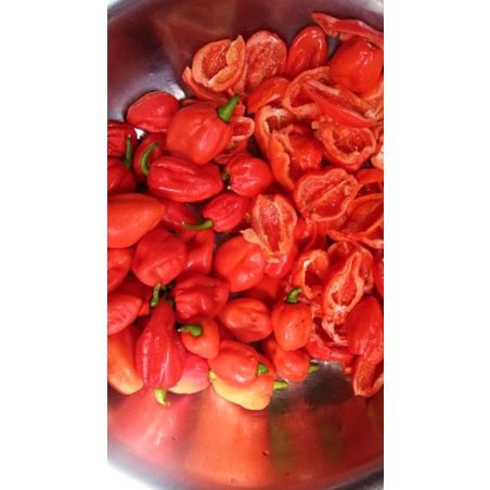Biji Benih Cabe Scotch Bonnet Jenis cabe super pedas