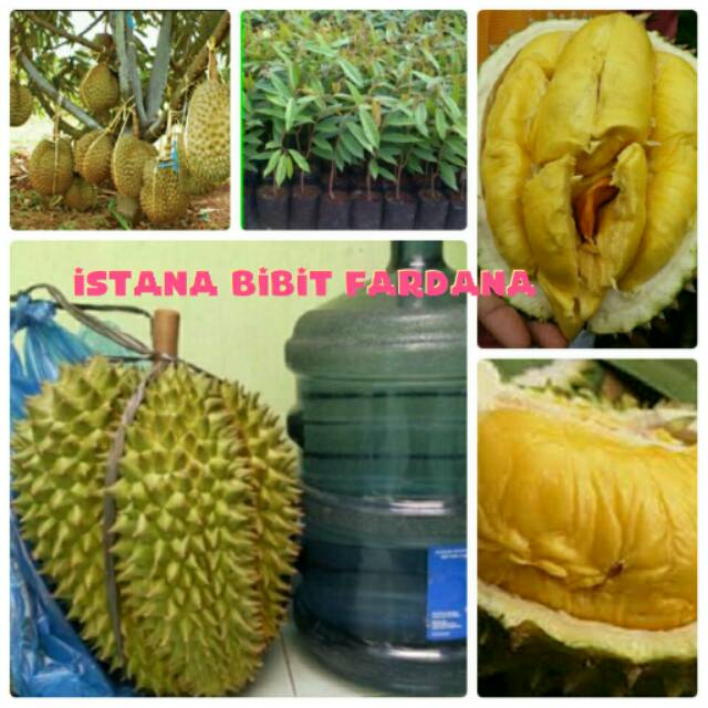 Bibit durian MUSANG KING ASLI PERTANIAN