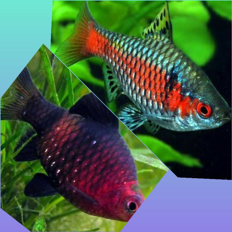 ruby barb. odessa barb