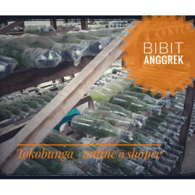 Botol bibit anggrek