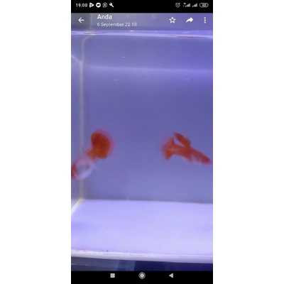 Ikan Guppy Albino koi gen red ear