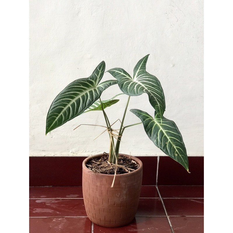 Tanaman hias Xanthosoma lindenii