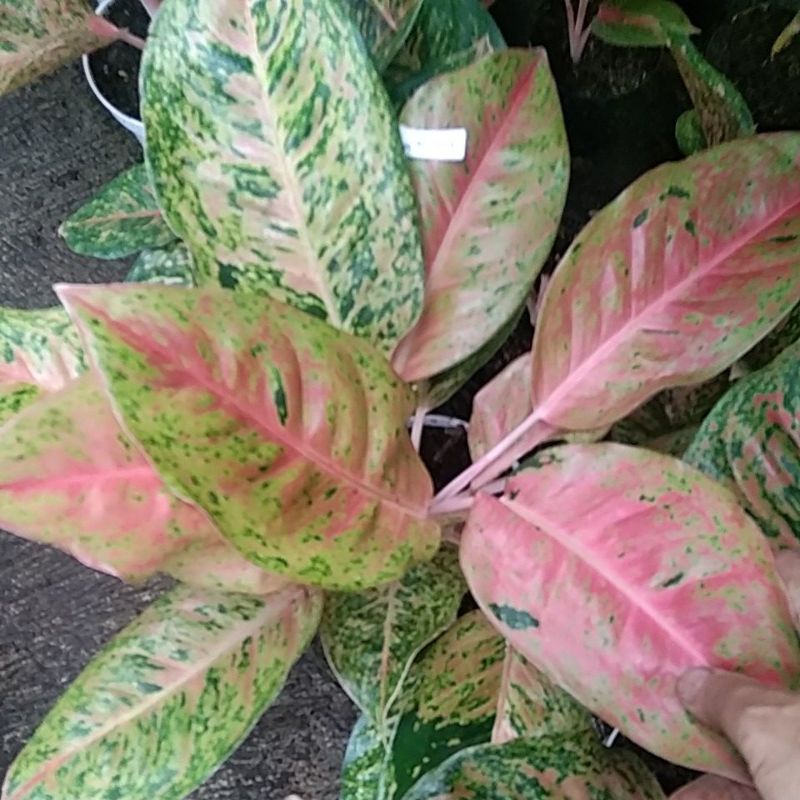 aglonema murah bigroy