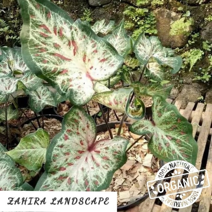 Tanaman Hias Alocasia - Caladium Bicolor - Keladi Corong - Tanamanhias