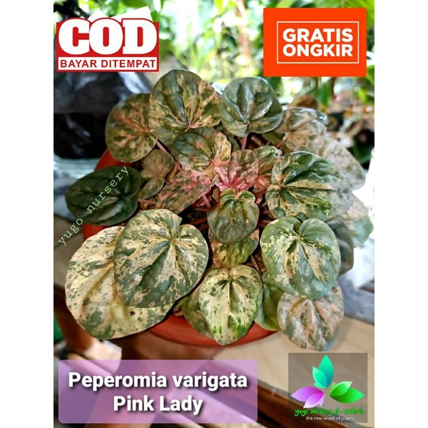 Tanaman Hias Peperomia varigata Pink Lady caperata varigata