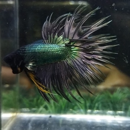 IKAN CUPANG CROWNTAIL/SERIT/CT COPPER BLACK HEAD DASKUN GOOD FORM 100% REALPICT (KODE AR10)