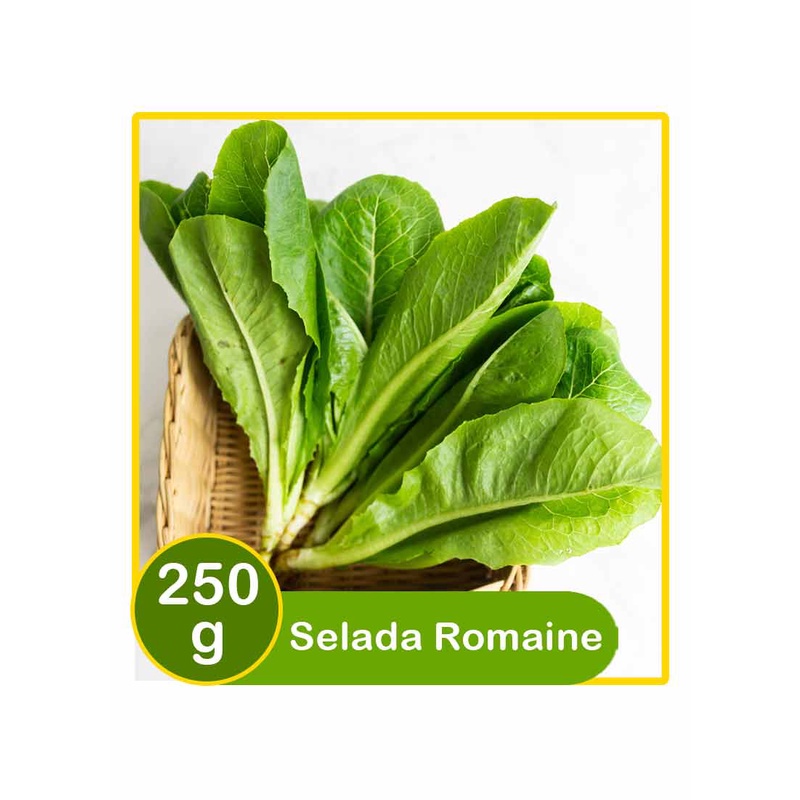 

romaine hijau