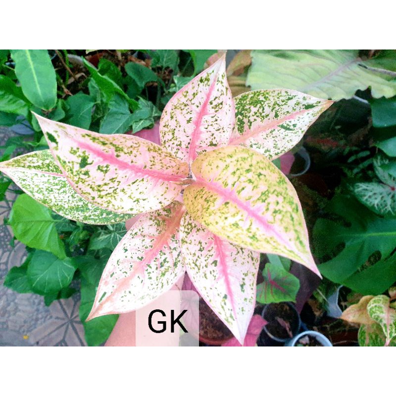 Striptis mutasi Aglonema / Aglaonema Stripteas mutasi menor cantik