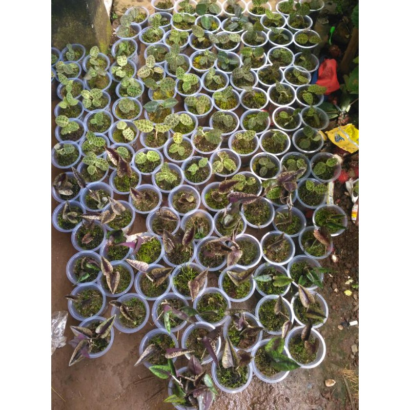 

jewel orcid