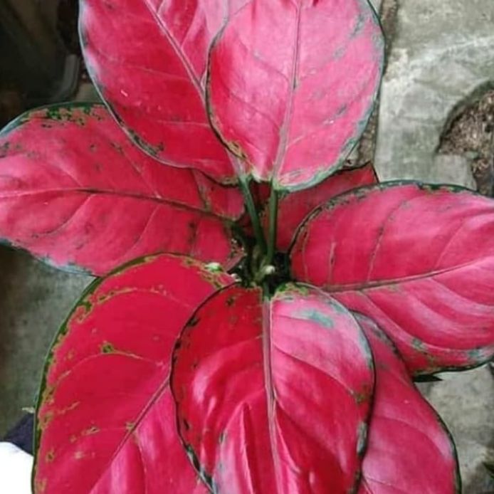 tanaman hias aglonema red king//aglonema