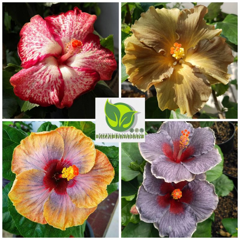 Tanaman hias hibiscus / kembang sepatu bunga langka