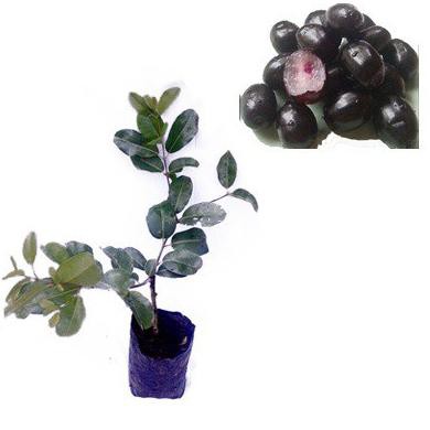 BIBIT TANAMAN BUAH JUWET *_$