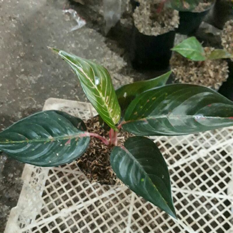 aglonema hot lady black