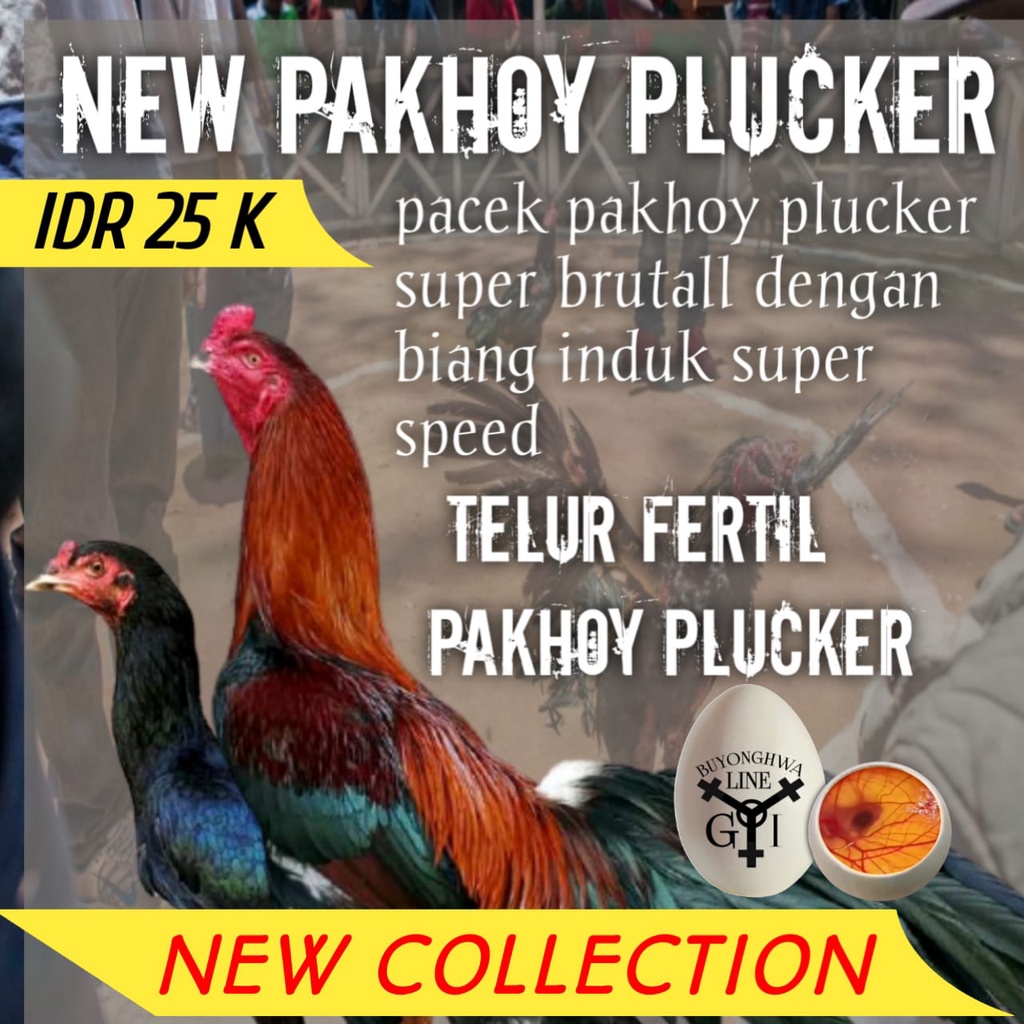 telur ayam bangkok fertil mix pakhoy new plucker