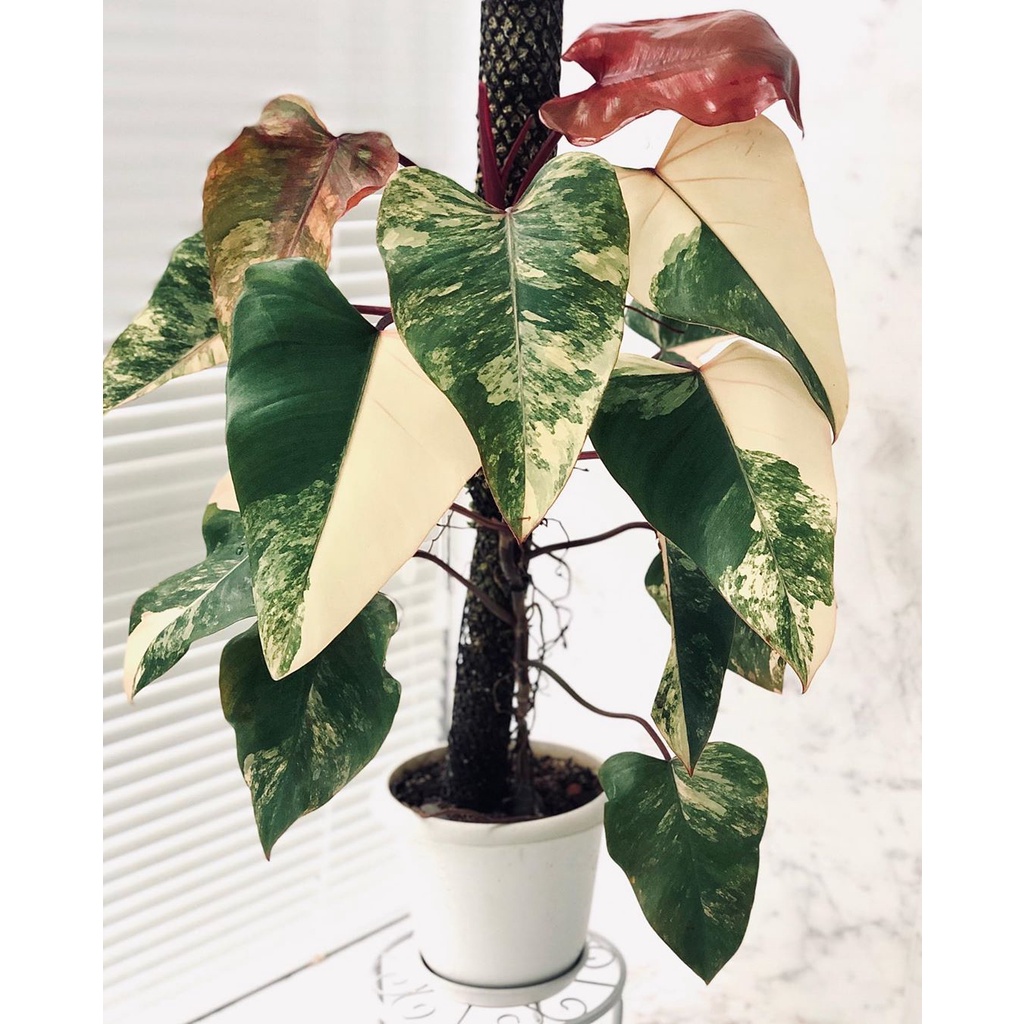 philodendron strawberry shake