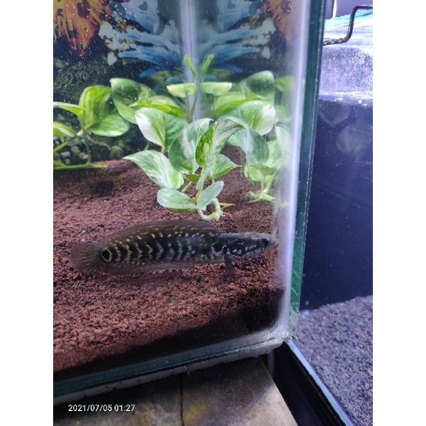 chana asiatica ws pure