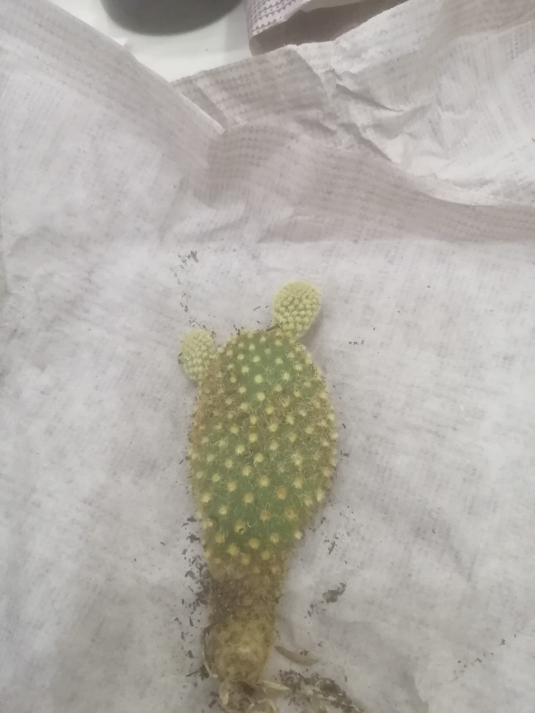 Kaktus Dan Sukulen Opuntia Mickey Ownroot