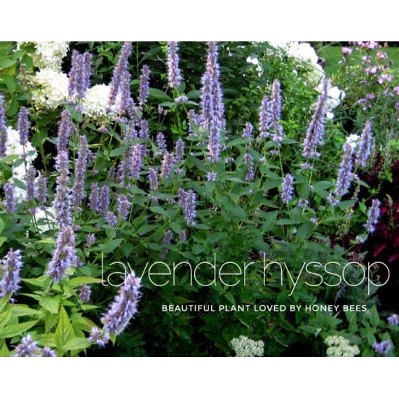 Star Seller Bibit Herb Lavender Hyssop Bunga Fragrance Harum Asli