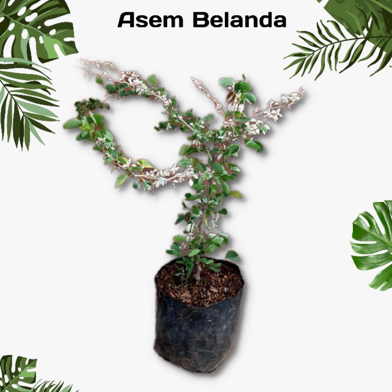 Bibit Tanaman Pohon Asam Belanda - Tanaman Hias Asem Londo - Bibit Bonsai - berbunga