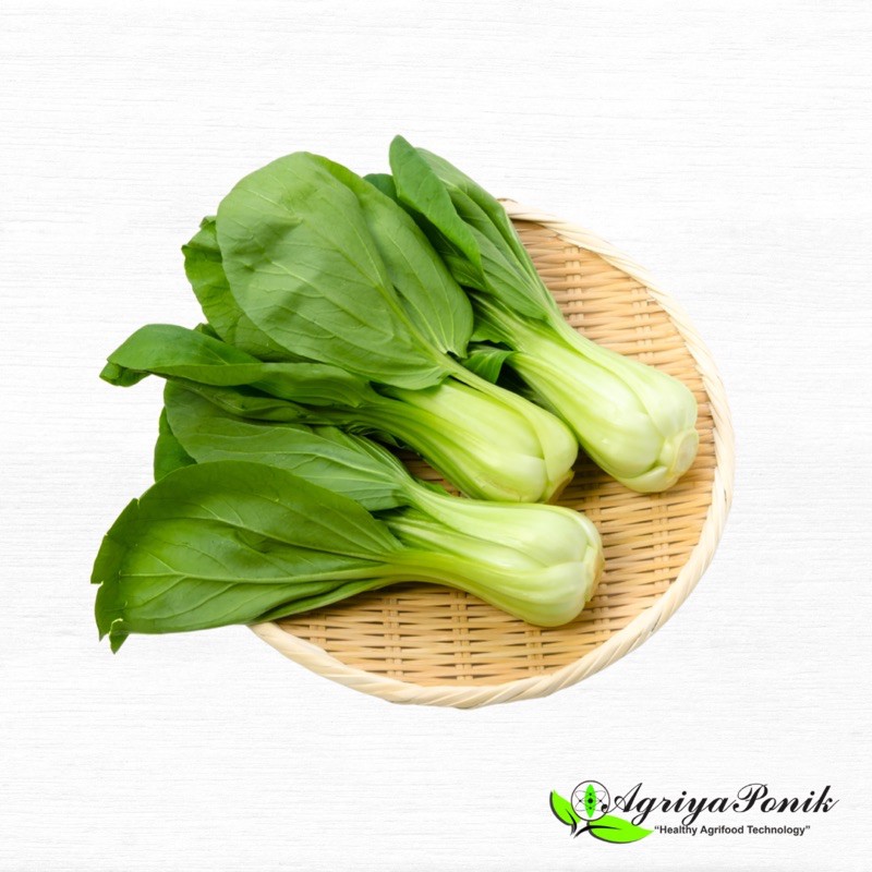 

Pak Choy Hidroponik