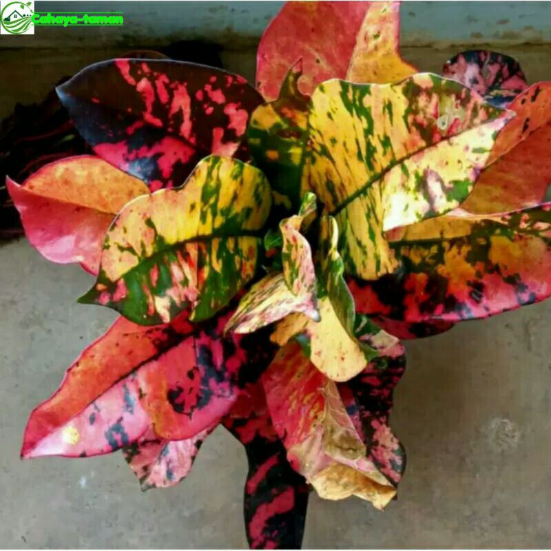 tanaman hias puring oscar bunga puring oscar