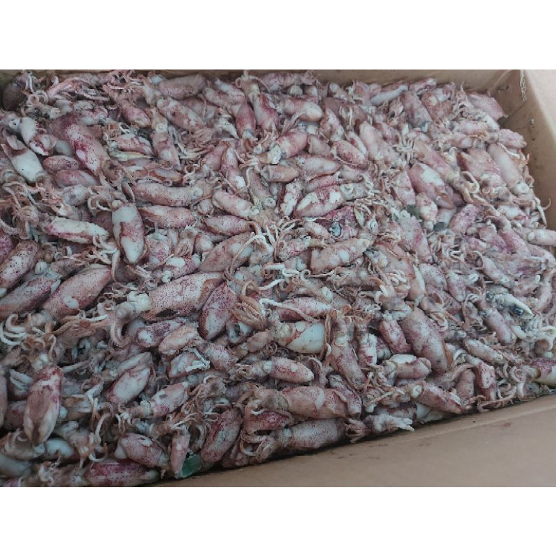 

IKAN ASIN CUMI BEBY - 250Grm FRESH