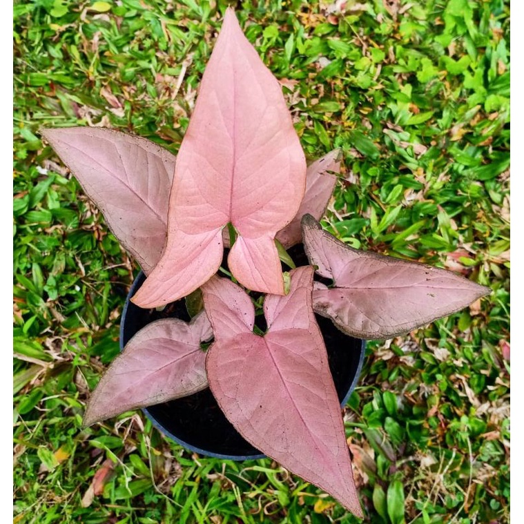 Promo TanamanHias Syngonium/Syngonium pink/Syngonium Pink Allusion