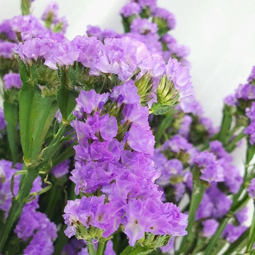 Bunga Statice Ungu-Biru