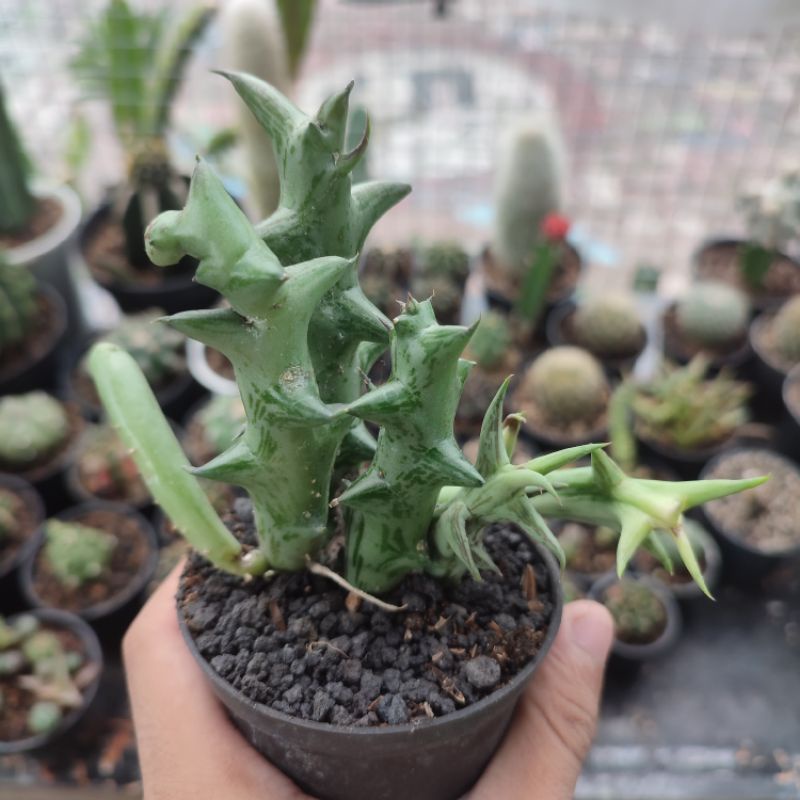 Sukulen Kaktus Orbea Schweinfurthii/Orbea Cula badak