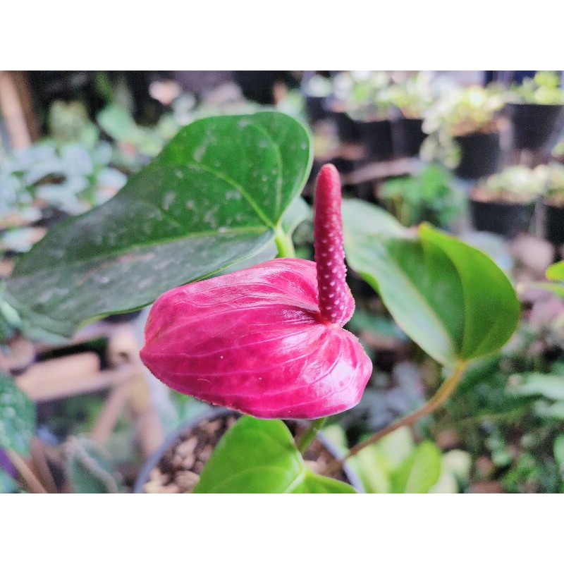 Anthurium Ungu  Mickey Mouse Thai Size Besar p.20/25