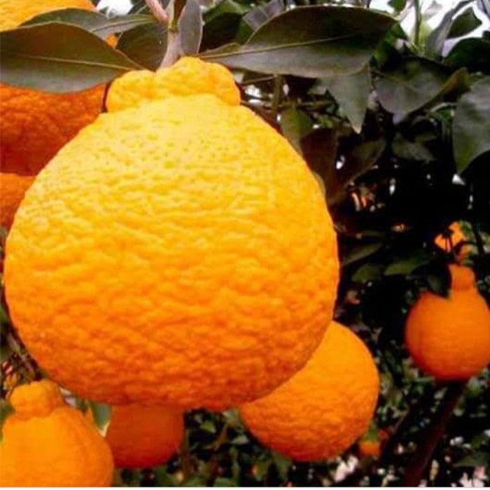 bibit pohon jeruk dekopon | okulasi | genjah berbuah