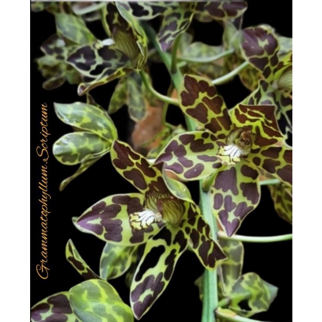 Anggrek Grammatophyllum.Scriptum